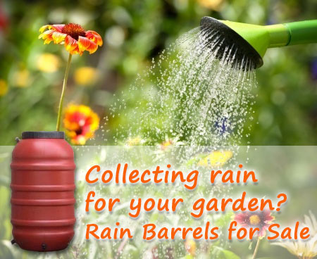 Collecting Rain for Your Garden? Rain Barrels for Sale